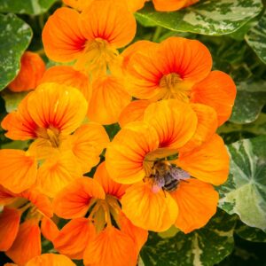 Orange-yellow with streaks of red on green variegated wines.