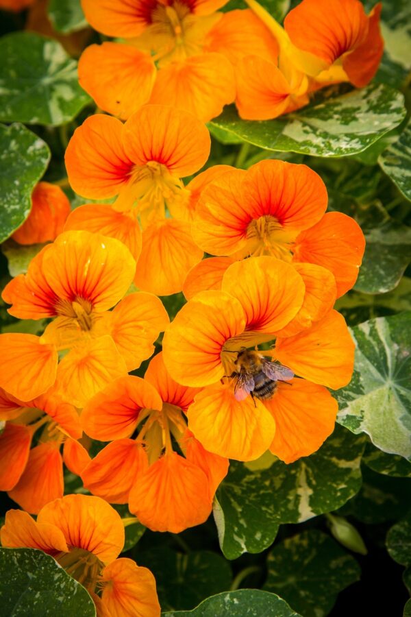 Orange-yellow with streaks of red on green variegated wines.