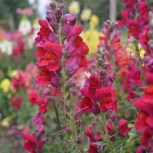 Red, yellow, pink snapdragon blooms i a garden setting.