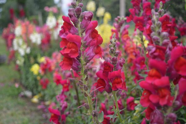 Red, yellow, pink snapdragon blooms i a garden setting.