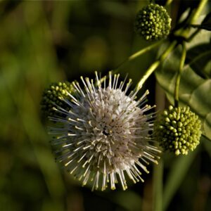 White, spikey flower on a button bush branch with green leaves.