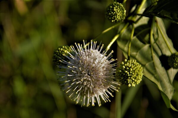 White, spikey flower on a button bush branch with green leaves.