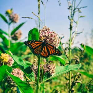 Monarch butterfly on common milkweed.