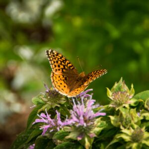 Butterfly on light purple flowers of the Bradbury monarda plant.