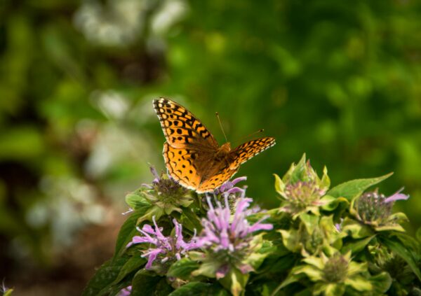 Butterfly on light purple flowers of the Bradbury monarda plant.