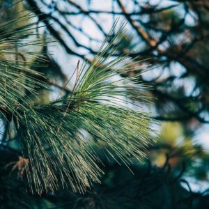 Green pine needle branch with blue sky in background representing the Shortleaf Pine tree.