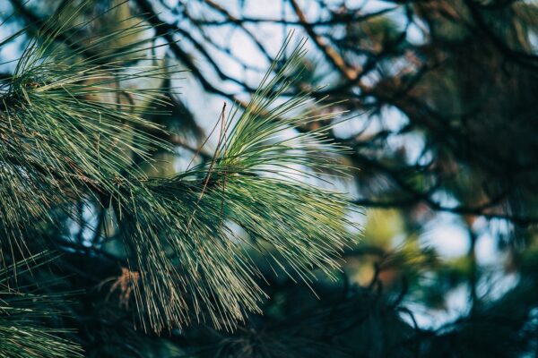 Green pine needle branch with blue sky in background representing the Shortleaf Pine tree.