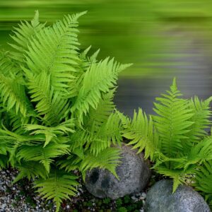 Green fronds in clumping group of Lady fern.