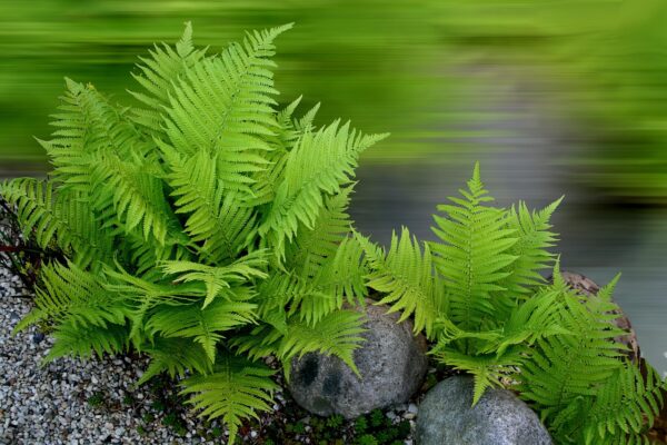 Green fronds in clumping group of Lady fern.