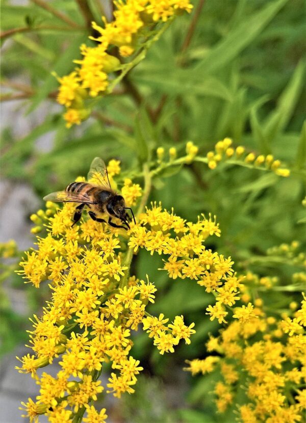 Honey bee on bright yellow goldenrod blooms