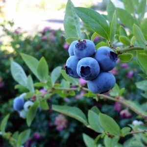 Ripe blueberries in a group on a branch of a blueberry plant.