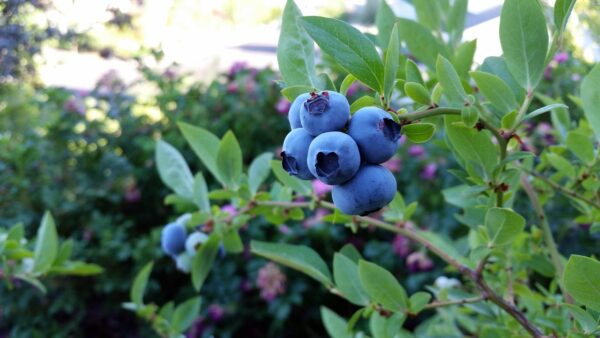 Ripe blueberries in a group on a branch of a blueberry plant.