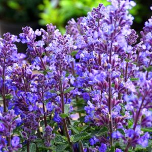 Bright blue-purple flowers in a spike form of the blue sage plant.