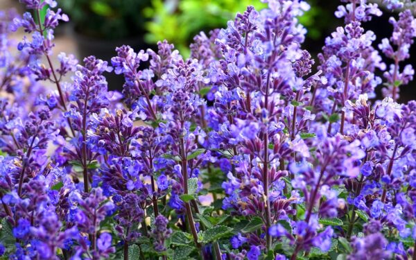 Bright blue-purple flowers in a spike form of the blue sage plant.