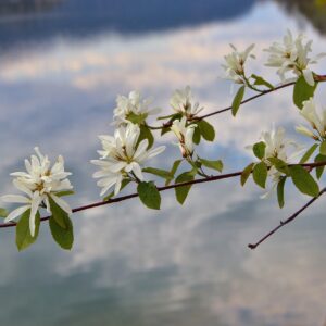 White blooms on a branch of service berry in springtime.