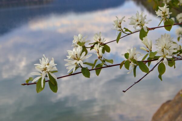 White blooms on a branch of service berry in springtime.