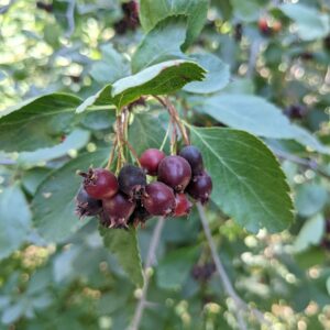 dark red berries in a clumping form on a green leaf serviceberry bush.