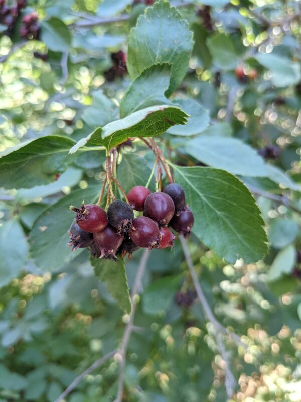 dark red berries in a clumping form on a green leaf serviceberry bush.