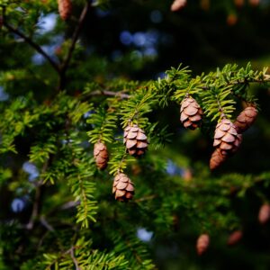 Small brown pine cones dangling from Eastern Hemlock branch with green needles.