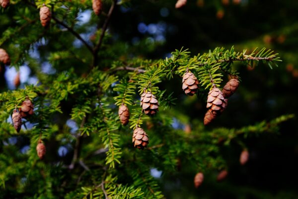 Small brown pine cones dangling from Eastern Hemlock branch with green needles.